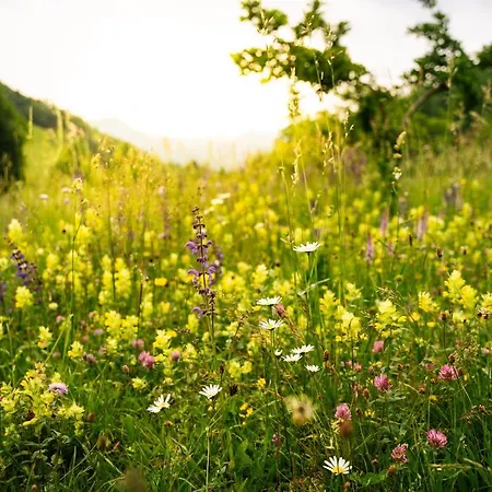 Vrhivsek * Frankolovo