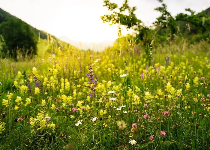 Vrhivšek * Frankolovo